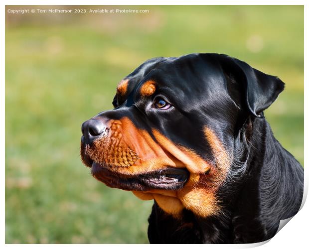 Rottweiler Print by Tom McPherson