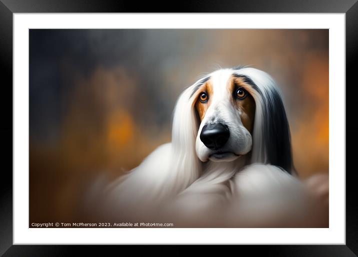Afghan Hound Framed Mounted Print by Tom McPherson