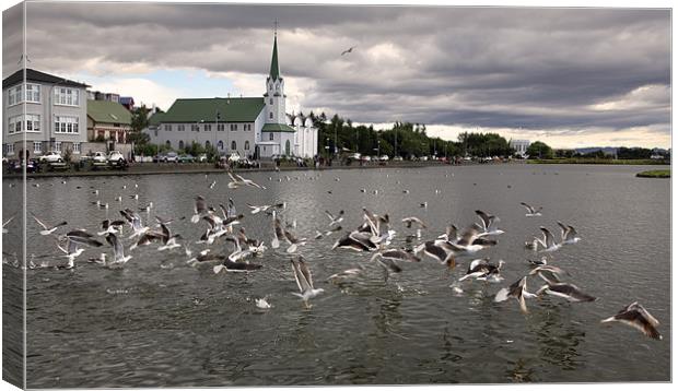 Reykjavik lake with gulls Canvas Print by david harding