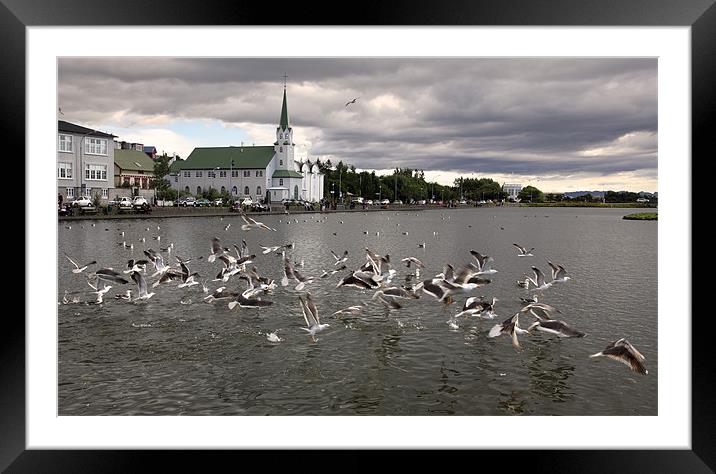 Reykjavik lake with gulls Framed Mounted Print by david harding