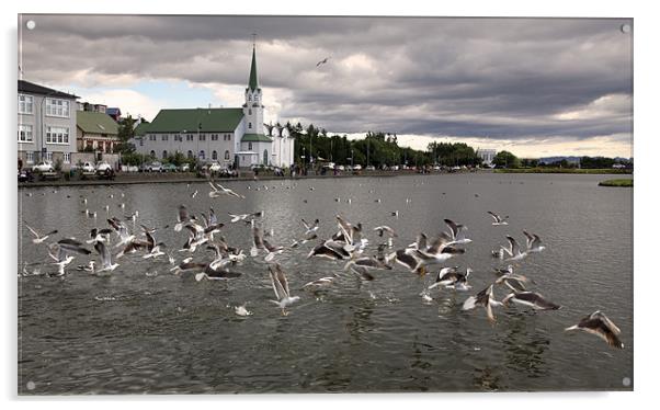Reykjavik lake with gulls Acrylic by david harding