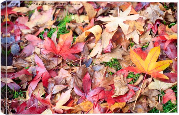Maple Leaves Canvas Print by Tracy Hall