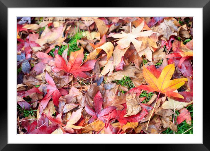 Maple Leaves Framed Mounted Print by Tracy Hall