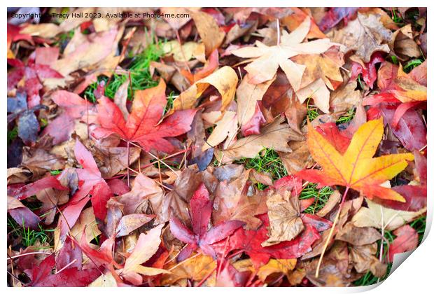 Maple Leaves Print by Tracy Hall