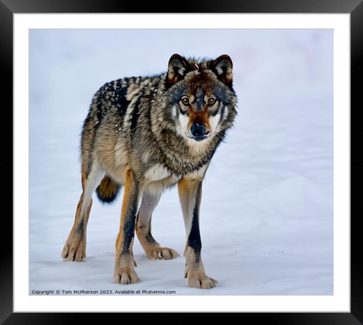 A wolf in the snow Framed Mounted Print by Tom McPherson