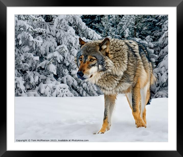 Grey Wolf Framed Mounted Print by Tom McPherson