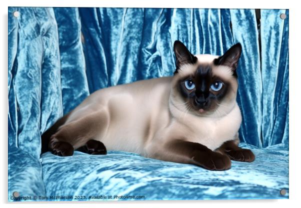 Siamese Cat Acrylic by Tom McPherson