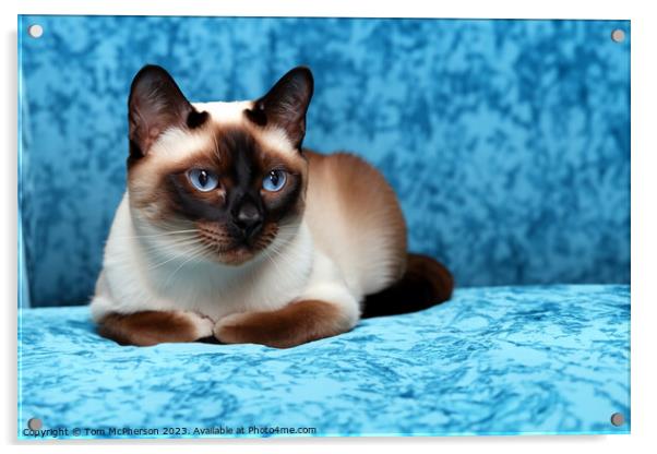 Siamese Cat Acrylic by Tom McPherson