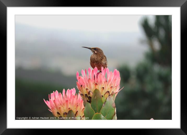 Cape Sugarbird on a protea Framed Mounted Print by Adrian Paulsen