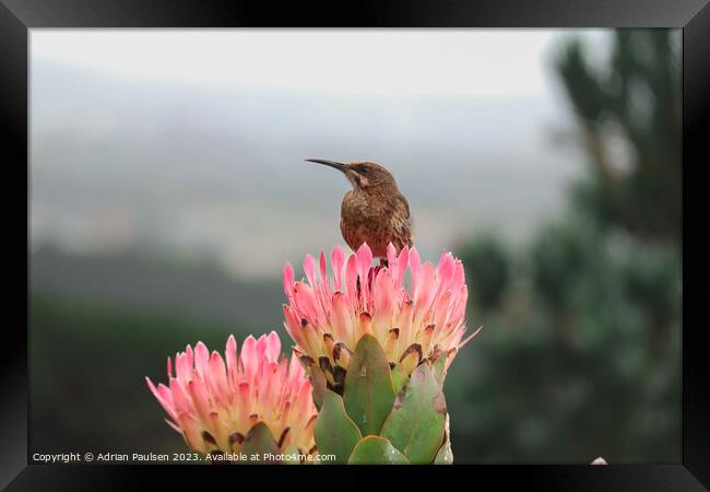 Cape Sugarbird on a protea Framed Print by Adrian Paulsen