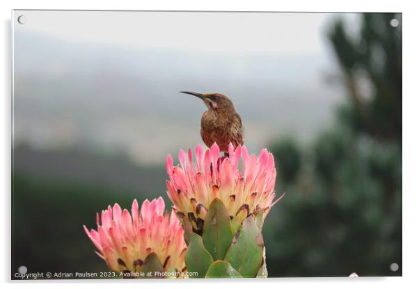 Cape Sugarbird on a protea Acrylic by Adrian Paulsen