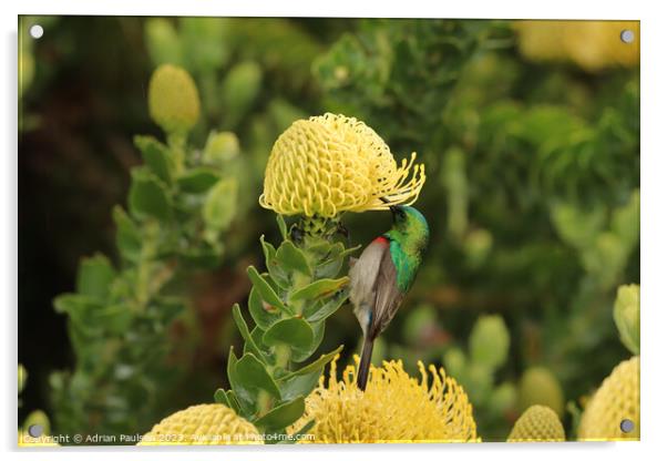 Double collared sunbird on a pincushion  Acrylic by Adrian Paulsen