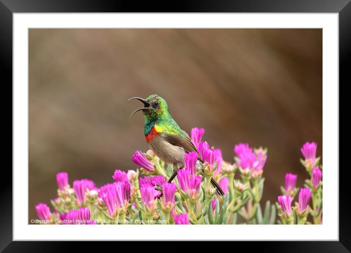 Double collared sunbird  Framed Mounted Print by Adrian Paulsen