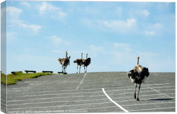 Ostriches running in a car park  Canvas Print by Adrian Paulsen