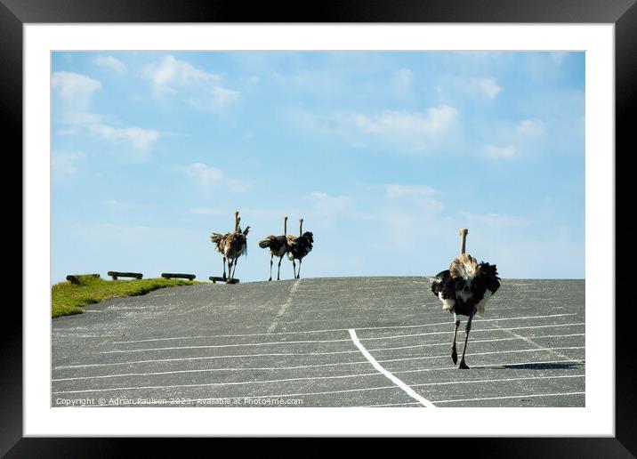 Ostriches running in a car park  Framed Mounted Print by Adrian Paulsen