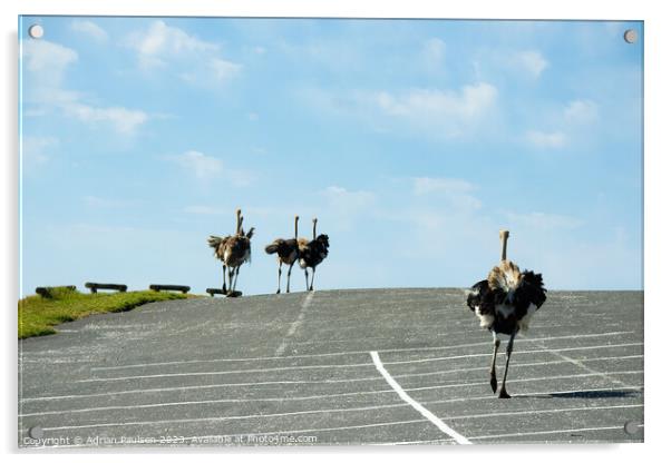 Ostriches running in a car park  Acrylic by Adrian Paulsen