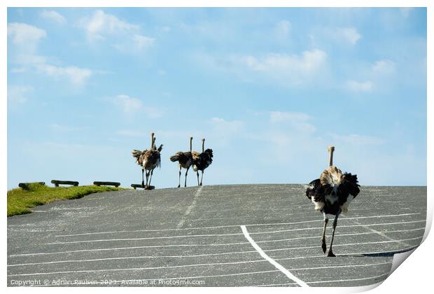 Ostriches running in a car park  Print by Adrian Paulsen