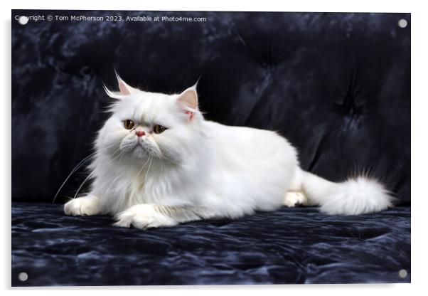 Persian Cat Acrylic by Tom McPherson