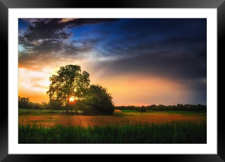 Two trees in the field Framed Mounted Print by Dejan Travica