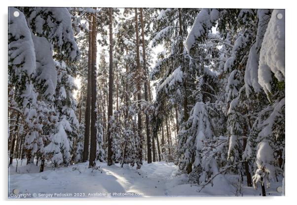 Snowy forest after heavy snowfall in central Europe Acrylic by Sergey Fedoskin