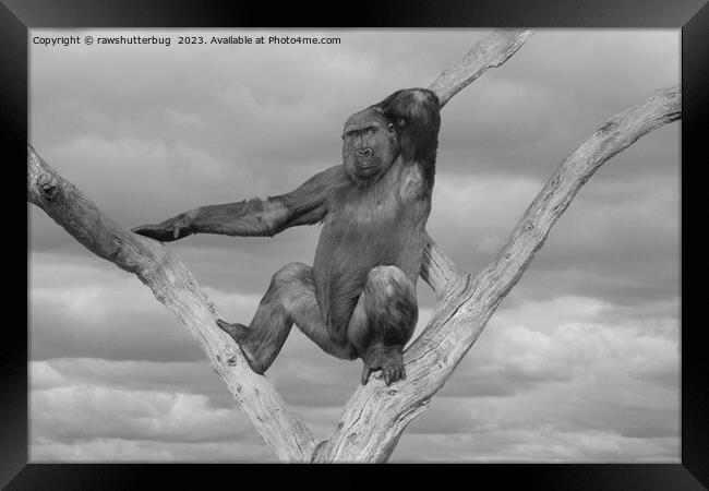 Gorilla Posing On A Tree Framed Print by rawshutterbug 