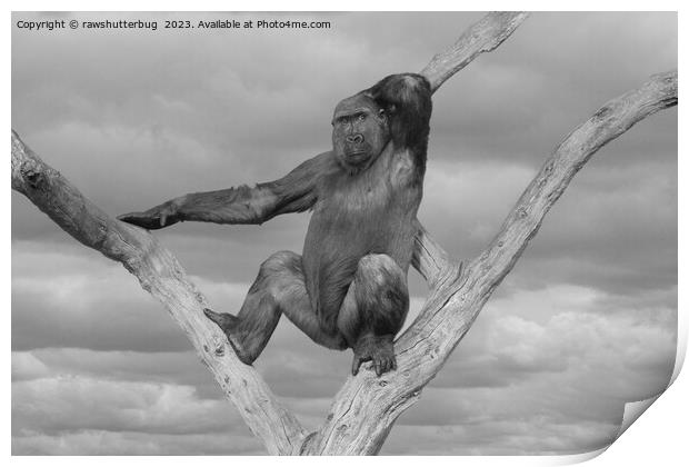 Gorilla Posing On A Tree Print by rawshutterbug 