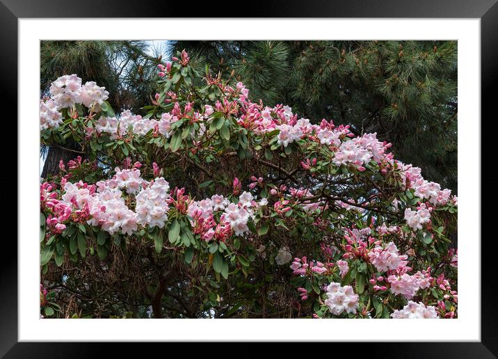 Flowers of Rhododendron Loderi Framed Mounted Print by Artur Bogacki