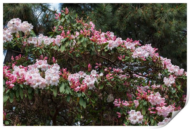 Flowers of Rhododendron Loderi Print by Artur Bogacki