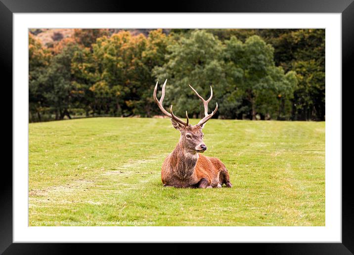 Waiting for the Hinds Framed Mounted Print by Phil Lane
