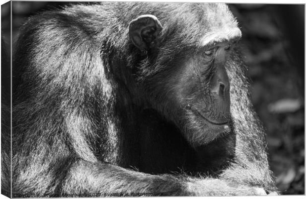 Chimpanzee lost in deep thought Canvas Print by Etienne Steenkamp