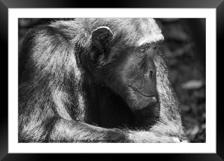Chimpanzee lost in deep thought Framed Mounted Print by Etienne Steenkamp