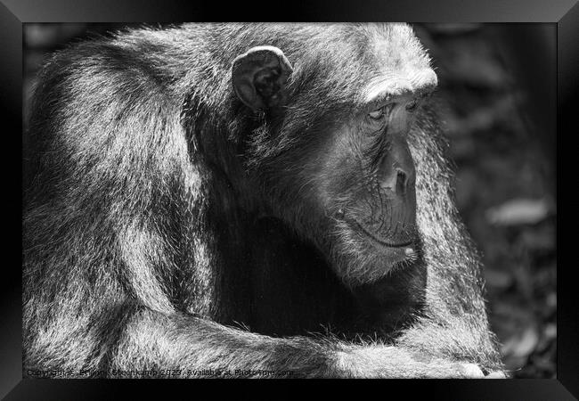 Chimpanzee lost in deep thought Framed Print by Etienne Steenkamp