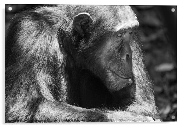 Chimpanzee lost in deep thought Acrylic by Etienne Steenkamp