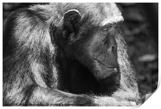 Chimpanzee lost in deep thought Print by Etienne Steenkamp