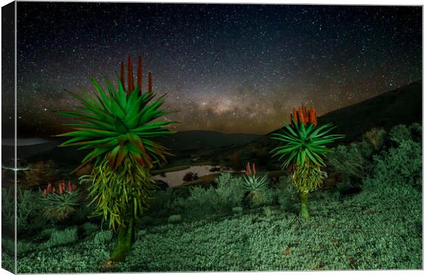 Aloes under the Stars  Canvas Print by Etienne Steenkamp