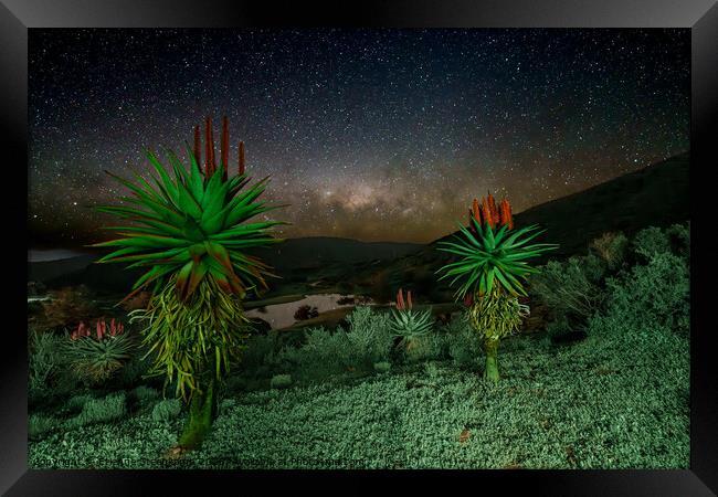 Aloes under the Stars  Framed Print by Etienne Steenkamp