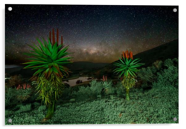 Aloes under the Stars  Acrylic by Etienne Steenkamp