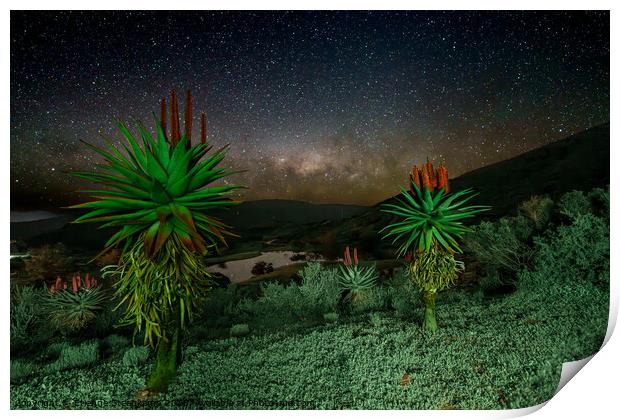 Aloes under the Stars  Print by Etienne Steenkamp