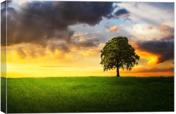 A lone tree under the cloudy sky in the field Canvas Print by Dejan Travica