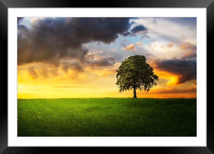 A lone tree under the cloudy sky in the field Framed Mounted Print by Dejan Travica
