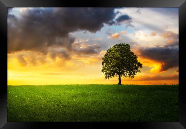 A lone tree under the cloudy sky in the field Framed Print by Dejan Travica