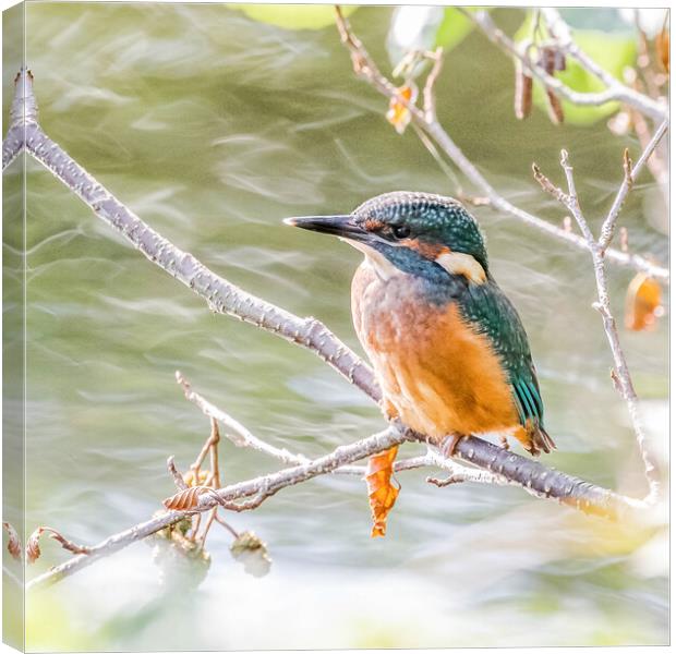 A Juvenile Kingfisher.  Canvas Print by Ros Crosland