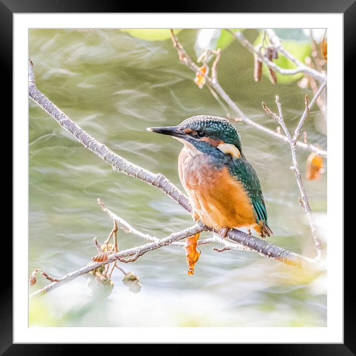 A Juvenile Kingfisher.  Framed Mounted Print by Ros Crosland