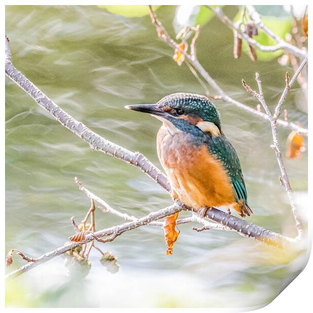 A Juvenile Kingfisher.  Print by Ros Crosland