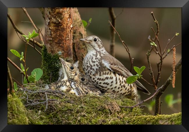 A Mistle Thrush Nest.  Framed Print by Ros Crosland