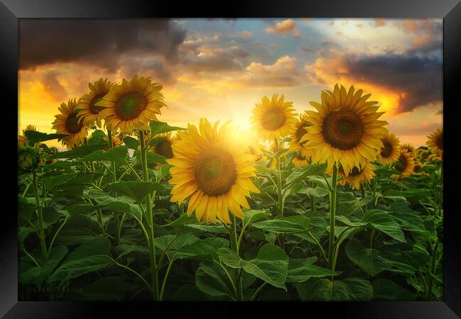 Sunflowers Framed Print by Dejan Travica