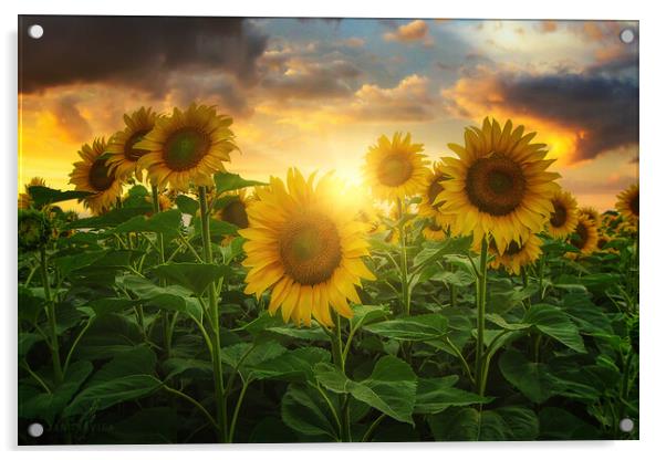 Sunflowers Acrylic by Dejan Travica