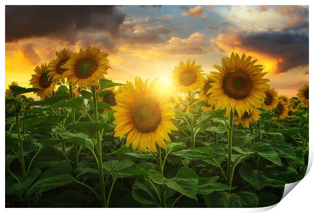Sunflowers Print by Dejan Travica