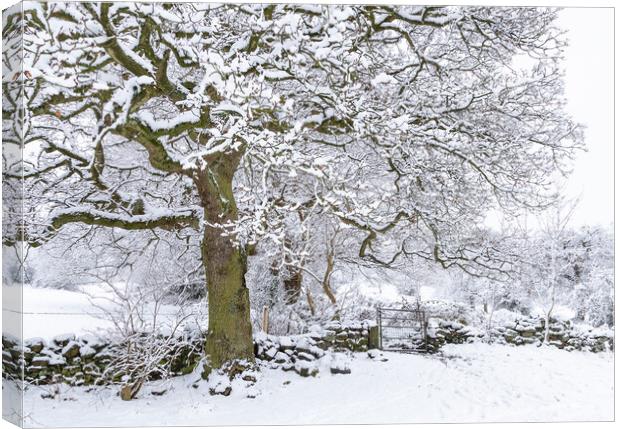 Winter Tree.  Canvas Print by Ros Crosland