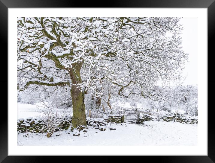 Winter Tree.  Framed Mounted Print by Ros Crosland